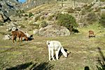 Lamas in Chivay